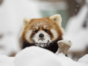 Close-up of red panda on snow