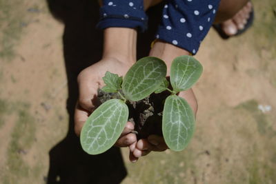 High angle view of hand holding leaf