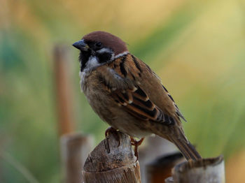 Close-up of bird perching on wood