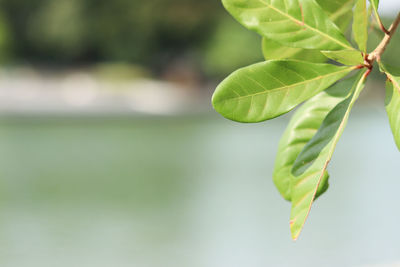 Close-up of green leaves