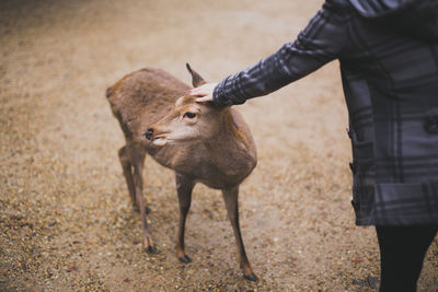 View of deer against dirt road