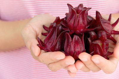 Midsection of person holding roselle