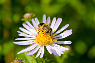 Close-up of bee pollinating on flower