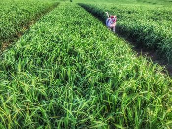 High angle view of woman in farm