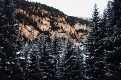 Low angle view of pine trees in forest during winter