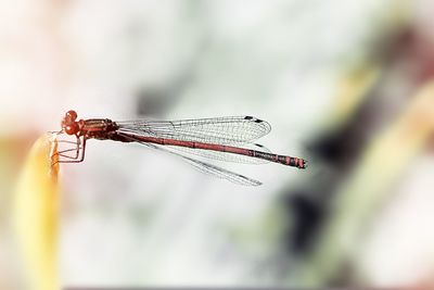 Close-up of grasshopper