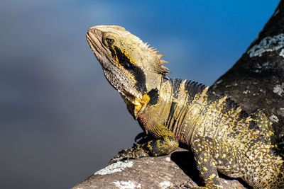 Close-up of lizard on rock