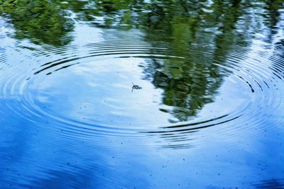 Reflection of trees in water