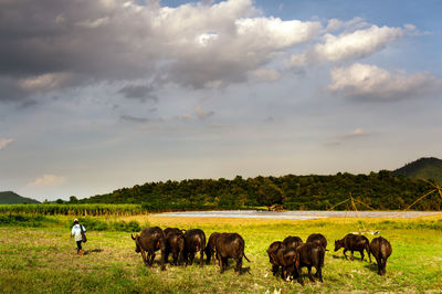 Farmer with water buffaloes grazing on field