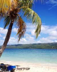 Palm trees on beach against sky