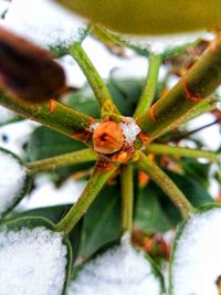 Close-up of honey bee on tree