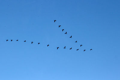 Ducks fleming over río de janeiro. iy's usual to see the maiking formations