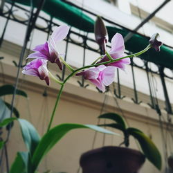 Close-up of purple orchids