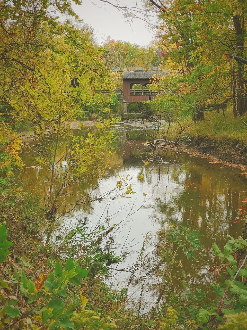 water, plant, autumn, tree, pond, leaf, reflection, nature, tranquility, beauty in nature, woodland, no people, stream, architecture, built structure, river, scenics - nature, growth, day, tranquil scene, body of water, wetland, green, forest, natural environment, outdoors, building, flower, waterway, building exterior, non-urban scene, land, rural area, wilderness, house, environment, sky, idyllic