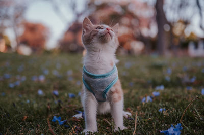 cat