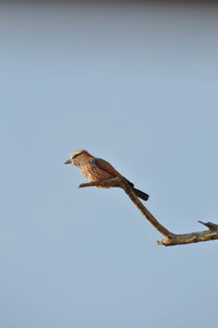 Low angle view of lilac-breasted roller on twig against clear sky