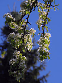 Close-up of cherry blossoms in spring