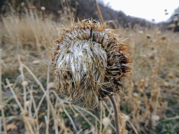 Thistle weed, musk carduus nutans close up macro yellow fork rose canyon, oquirrh mountains utah