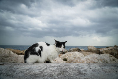 View of a horse in the sea