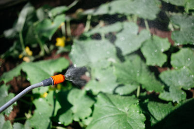 Close-up of pesticide being sprayed on plants