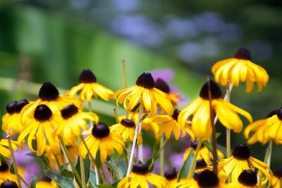 Close-up of yellow daisy flowers