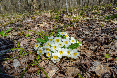 Close-up of yellow flowering plants on field