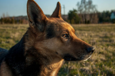 Close-up of dog looking away