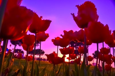 Low angle view of flowering plants on field against sky