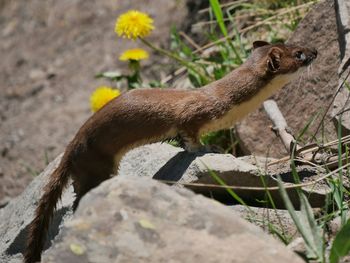 Side view of weasel on rock