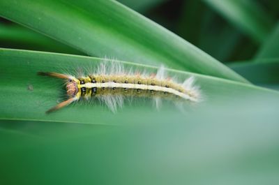 Close-up of insect