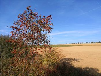 Tree on field against sky