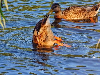 Duck swimming in lake