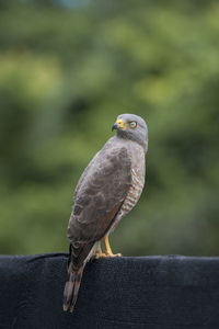 Close-up of bird perching