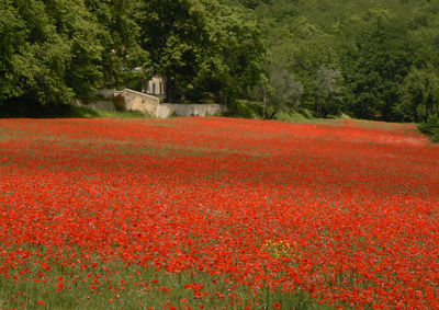 Scenic view of red flowering trees on field