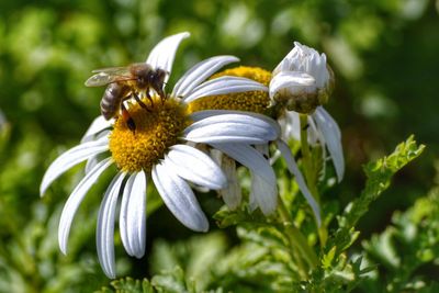 Close-up of bee pollinating on white flower