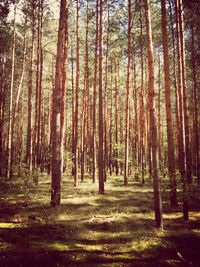Trees in forest