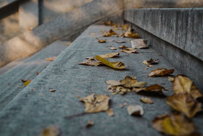 High angle view of fallen leaf on footpath