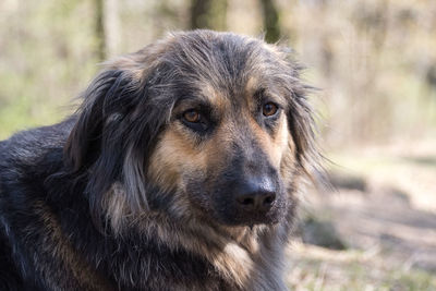 Close-up portrait of a dog looking away