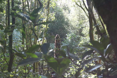 Trees growing in forest