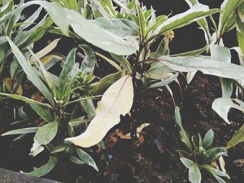 High angle view of plant on field