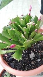 Close-up of succulent plant growing in pot