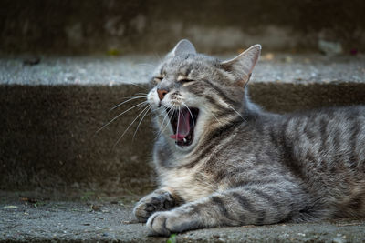 Close-up of a cat yawning