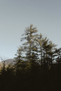 Low angle view of pine trees against sky