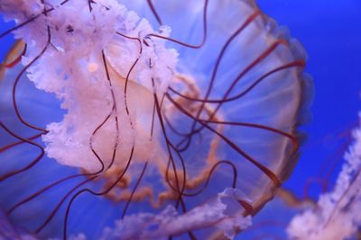 Close-up of jellyfish swimming in sea