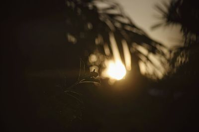 Close-up of silhouette plant against trees at night