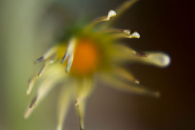 Close-up of day lily