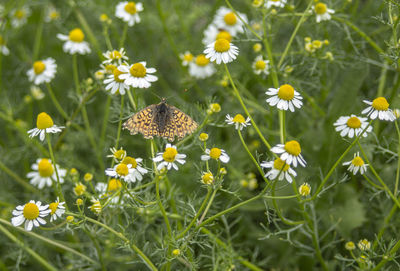 Close-up of butterfly pollinating flower