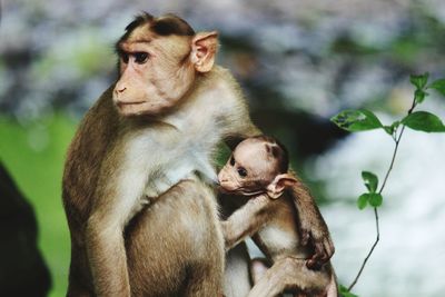 Close-up of infant feeding monkey