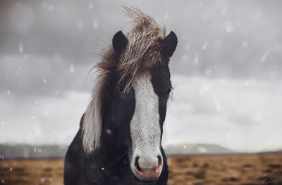 Horse standing on grass against sky