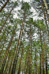 Low angle view of bamboo trees in forest